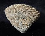 Placosmilia vidali (MALLADA 1892) - Bild © FossNet FossilienStore